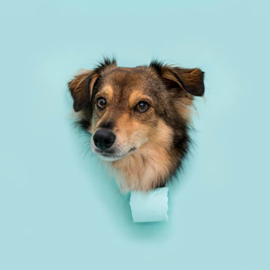 Dog 4